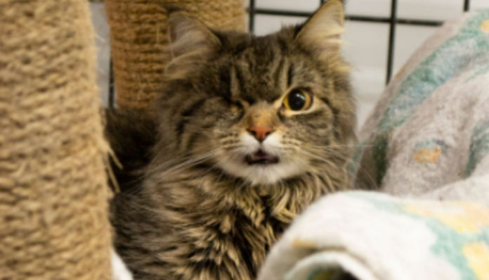 sanctuary-helps-injured-‘whistling’-cat