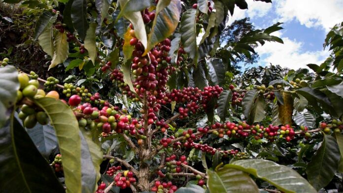 illycaffe-brews-growth-plans-while-seeking-external-investors-and-building-regenerative-supply-chain
