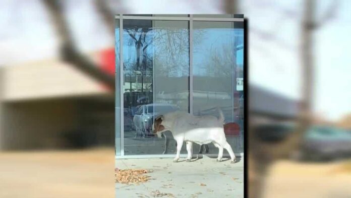 city-hall’s-goat-escapes-for-a-few-days