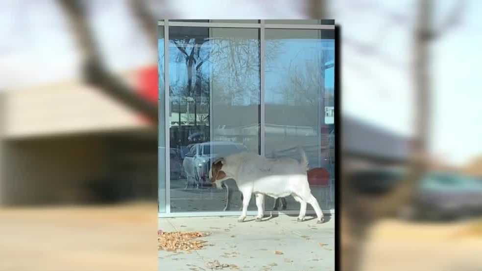 city-hall’s-goat-escapes-for-a-few-days