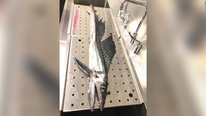 cannibalistic-lancetfish-washes-up-on-a-beach,-the-first-one-preserved-by-science-since-1996