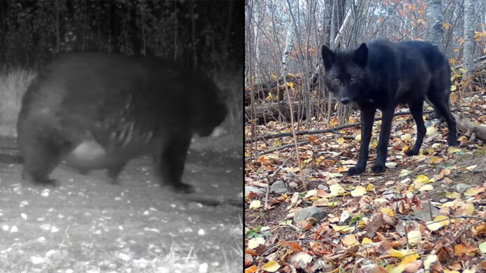plump-bear,-black-wolf-captured-on-trail-cameras