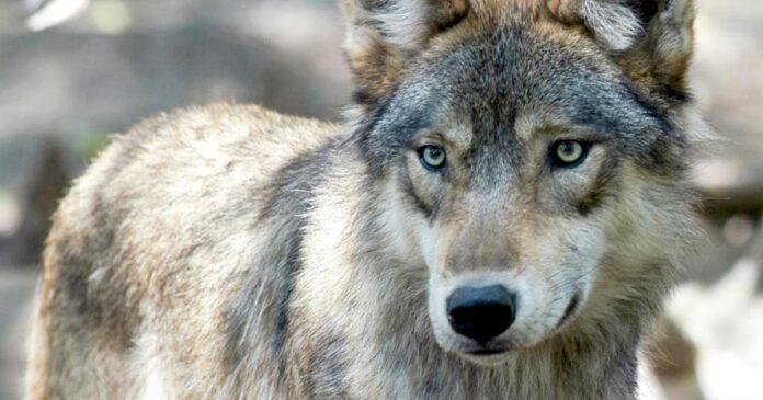$10,000-reward-for-prosecution-of-wolf-poachers