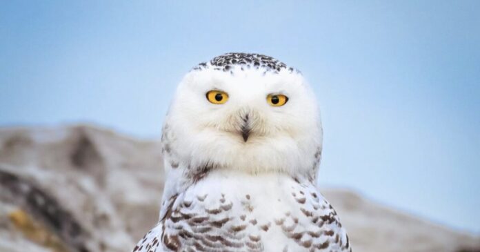 snowy-owl-makes-an-appearance-along-lakefront