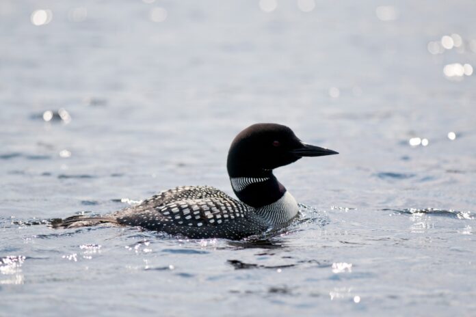 trapped-loon-captures-worldwide-attention