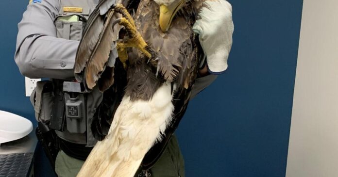 injured-bald-eagle-rescued-from-smithville-lake