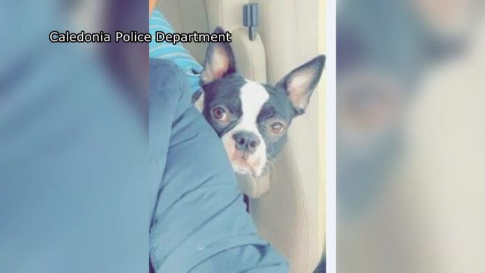 family-reunited-with-dog-stolen-at-lights-display