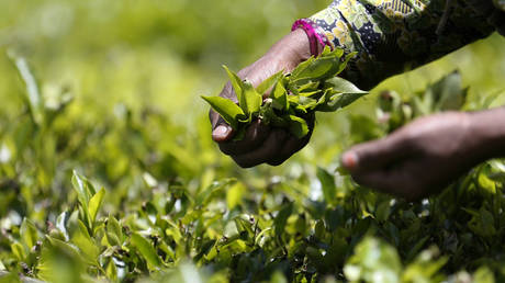 iran-to-be-repaid-with-tea-for-oil-debt
