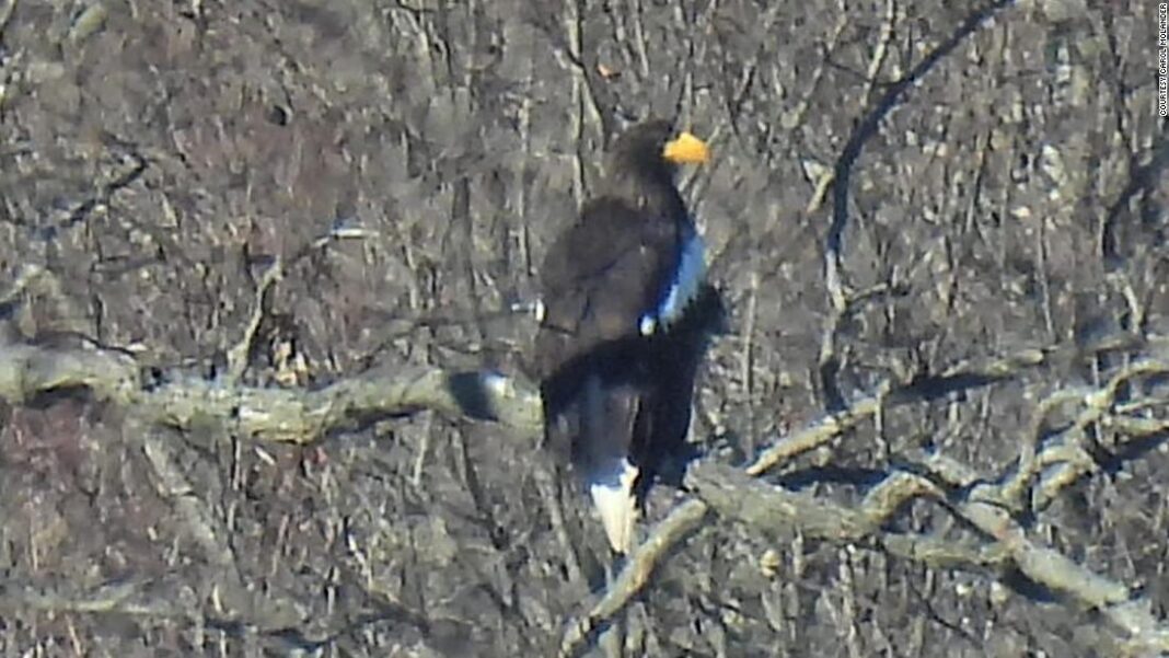 rare-sea-eagle-from-asia-spotted-thousands-of-miles-from-home-in-massachusetts