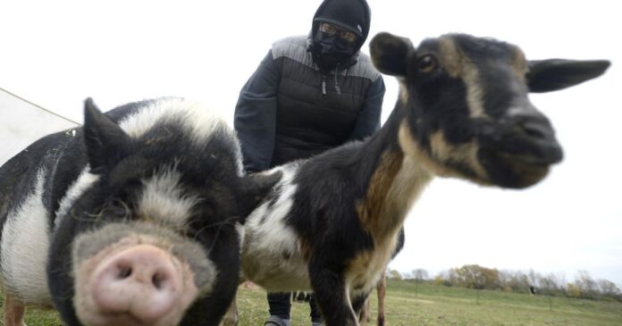 dover-animal-sanctuary-makes-plea-for-help