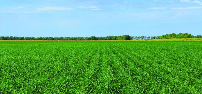 how-vitasoy-is-driving-the-plant-based-sector-in-asia