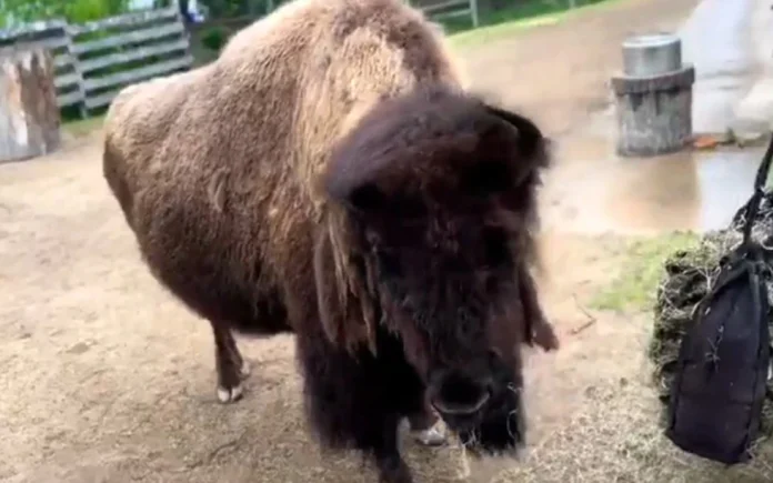 zoo-euthanizes-one-of-the-world’s-oldest-bisons