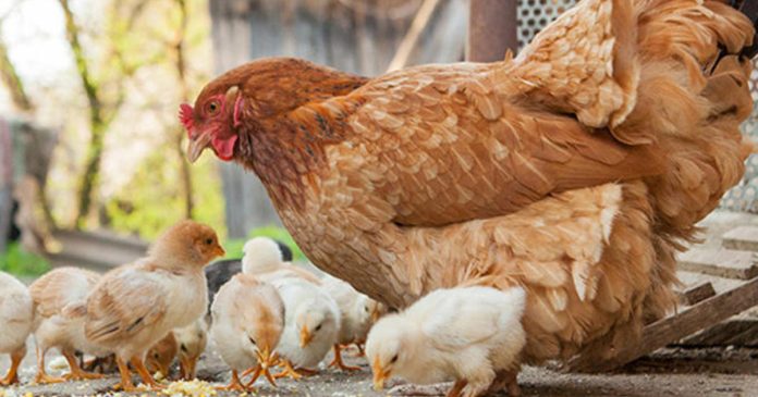 feds-probe-salmonella-outbreaks-linked-to-backyard-poultry