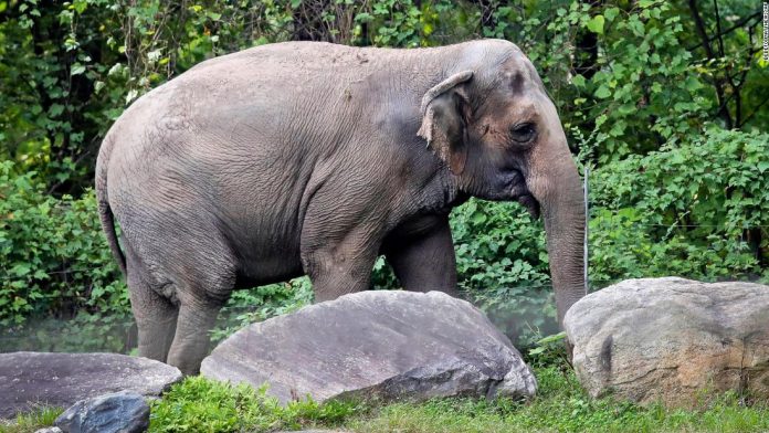 court-rejects-civil-rights-group’s-effort-to-free-elephant-in-bronx-zoo,-ruling-she-is-not-entitled-to-same-rights-as-a-‘person’