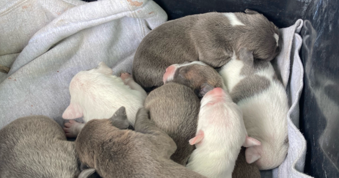 puppies-rescued-from-cleveland-house-fire