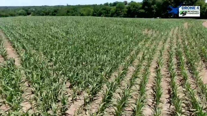 lack-of-rain-causing-major-problems-for-farmers