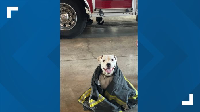 lost-dog-finds-home-with-fire-department