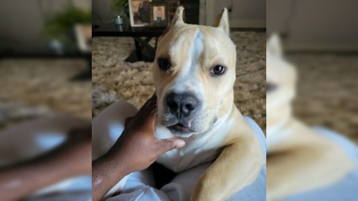 man-says-support-animal-was-wrongfully-euthanized