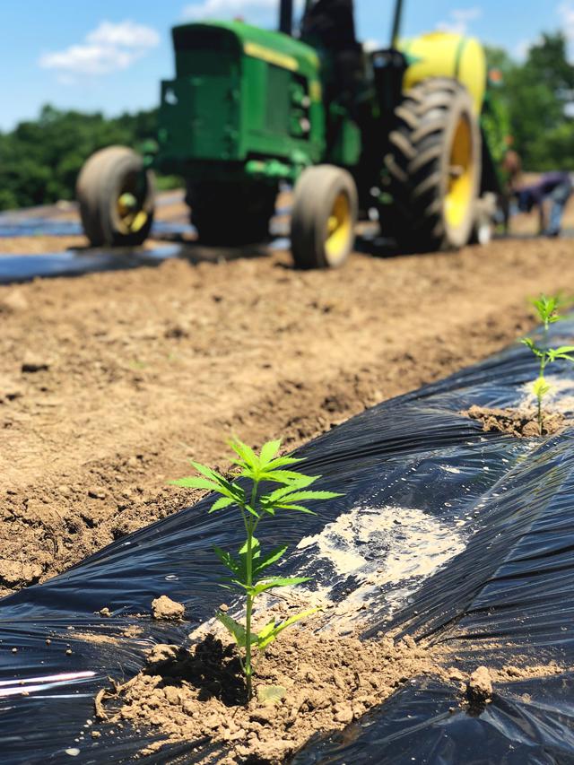 how-to-keep-a-5th-generation-family-farm-going?-just-add-cannabis