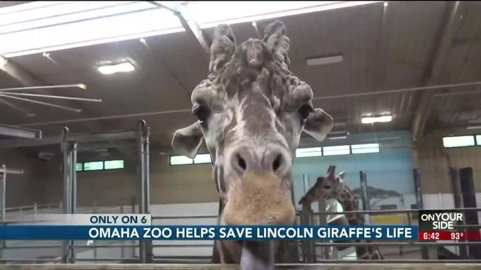 giraffe-gives-plasma-to-save-baby-giraffe’s-life