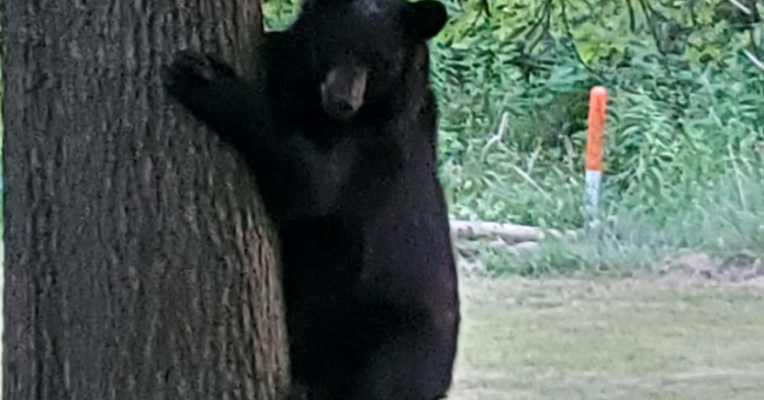 police-ask-residents-to-stay-away-from-black-bear