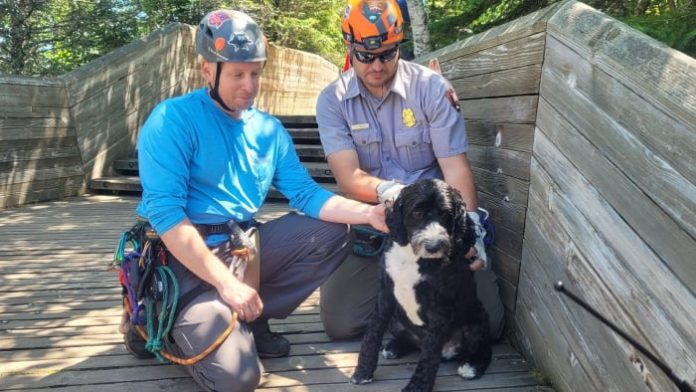dog-rescued-from-ledge-after-plummeting-30-feet