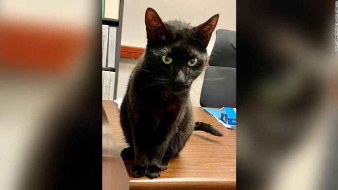a-cat-will-be-finally-reunited-with-her-family-after-spending-3-weeks-lost-in-a-boston-airport
