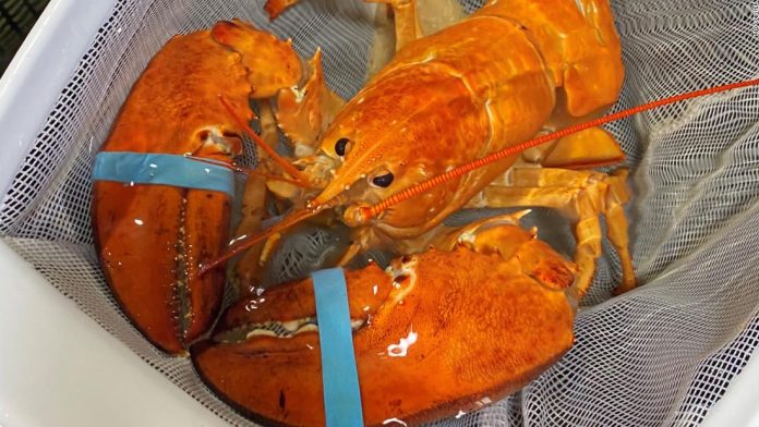 a-super-rare-orange-lobster-named-cheddar-was-saved-from-becoming-seafood