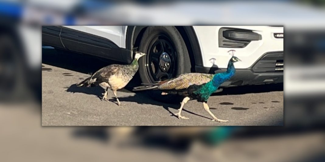 animal-control-capture-peacocks-on-the-loose