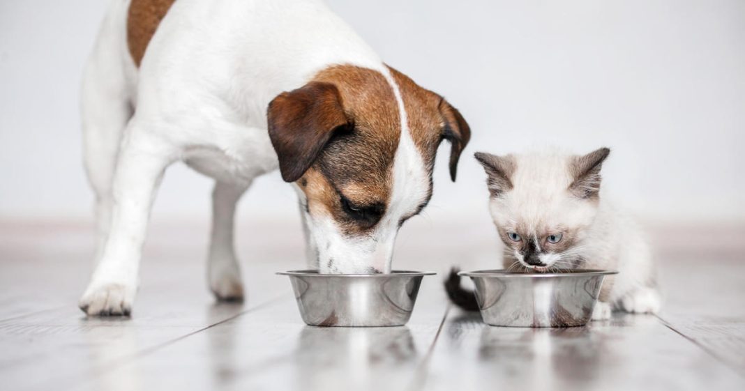 purina-refutes-“online-rumors,”-says-pet-food-safe-for-dogs-and-cats