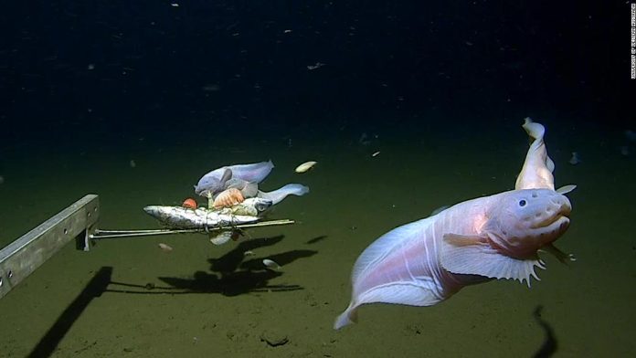 scientists-film-deepest-ever-fish-on-seabed-off-japan
