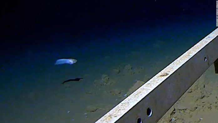 see-the-world’s-deepest-fish