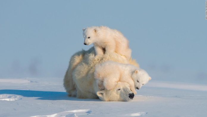 these-are-the-animals-people-most-want-to-see-photographed